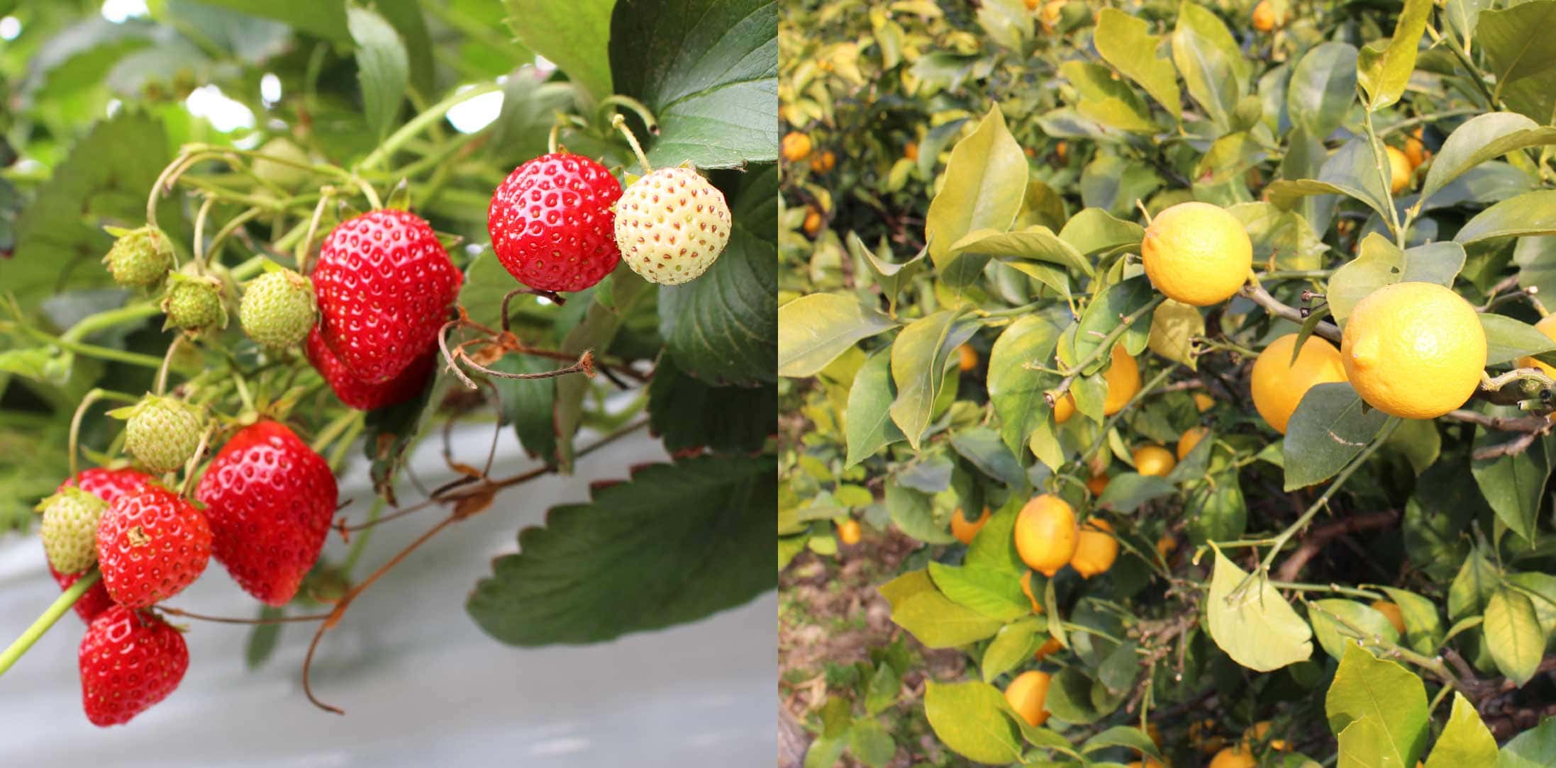 こだわりの食材